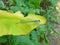 Beautiful little damselfly sitting on the leaf of the plant