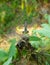 Beautiful little damselfly sitting on a plant