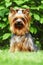 Beautiful little decorative dog Yorkshire Terrier