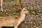 A beautiful little deer in the Sarafi zoo