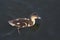 Beautiful little duckling swims in pond.