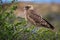 A beautiful little eagle on a tree branch. Shevelev.