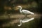 Beautiful little egret fishing in the lake