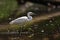 Beautiful little egret fishing in the lake