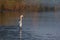 Beautiful little egret or small white heron fishing in the lake