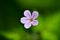 Beautiful little flower of Geranium robertianum, commonly known as Herb-Robert, Red Robin, Fox geranium or Roberts Geranium