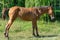 Beautiful little foal grazing in pasture. Brown horse eating green grass.