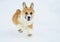 Beautiful little funny redhead corgi puppy runs on white snow in the winter in the village throwing up its paws