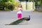 A beautiful little girl and a peacock.