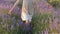 Beautiful little girl walking on the field of lavender