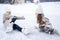 Beautiful little girls, sisters learn to skate on ice skating rink in park. Fall and have fun. Stylish looks, warm woolen coats,