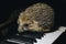 A beautiful little gray hedgehog sits on the piano keys. Piano playing. Music school, education concept, beginning of the year,