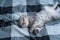 Beautiful little gray tabby cat sleeps sweetly on plaid blanket on bed at home. Kitten of Scottish Straight breed lies on back