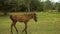 Beautiful little horse goes through the grass