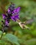 Beautiful Little Hummingbird At Deep Purple Salvia