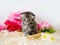 Beautiful little kitten in a basket with flowers