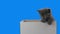 Beautiful little kitten Scottish Fold in box on Green Screen. Alpha channel is included