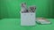 Beautiful little kittens Scottish Fold in box on Green Screen stock footage video