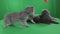 Beautiful little kittens Scottish Fold on Green Screen.