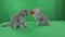 Beautiful little kittens Scottish Fold on Green Screen.