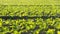 Beautiful little lettuces growing on plantation in Spain. Panning scene of agricultural field of lettuces growing against sunset.