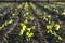 Beautiful little lettuces in a row growing on plantation in Spain. Panning scene of agricultural field of lettuces growing against