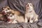 Beautiful little Malamute puppies, one of them sitting and looking up, on a gray background