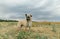 Beautiful little mongrel dog, standing on the autumn field and looking away. Dog walks through the cleared wheat field, walks