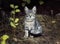 A beautiful little moustached grey white striped kitten is sitting on the grass. Kitten interested and mistrustful looks. Street