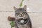 A beautiful little moustached grey white striped kitten is sitting on the grass. Kitten interested and mistrustful looks. Street