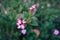 Beautiful and little pink flowers with unfocused green background