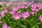 Beautiful little pink Rain lily petals on fresh green linear leaf, pretty tiny vivid corolla blooming, petite groundcover plant