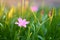 The beautiful little pink Rain lily petals on fresh green linear leaf, pretty vivid corolla blooming under morning sunlight