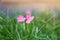 The beautiful little pink Rain liy petals on fresh green linear leaf, pretty vivid corolla blooming under morning sunlight