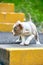A beautiful little puppy is playing in the landscape of the park, among the green grass of the bony steps. Save the