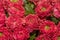 Beautiful little red flowers blooming useful for flower arrangements