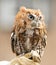 Beautiful little Screech Owl sits on a handler\'s glove.