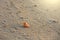 Beautiful Little shell lies on the sea sand