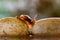 Beautiful little snails crossing rocks in a tropical garden