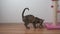 Beautiful little tabby cat eats food from a metal plate, against a white wall