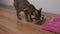 Beautiful little tabby cat eats food from a metal plate, against a white wall