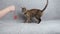 Beautiful little tabby cat playing with a red mouse on a gray sofa, pets concept