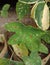 Beautiful little taro ornamental plant with unique spots