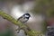 A beautiful little tit, coal tit in the november sun perching on the branch