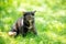 Beautiful little tortoiseshell kitten sitting on the grass