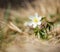 Beautiful little white windflower anemone, standing on its own