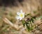 Beautiful little white windflower anemone, standing on its own