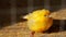 Beautiful little yellow chick out of focus.