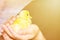 Beautiful little yellow domestic duckling on human hands