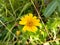 beautiful little yellow flower, flower name is wedelia, grows wild in nature.